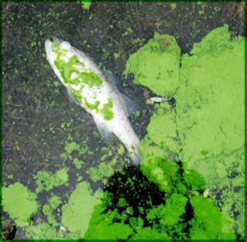 dead fish