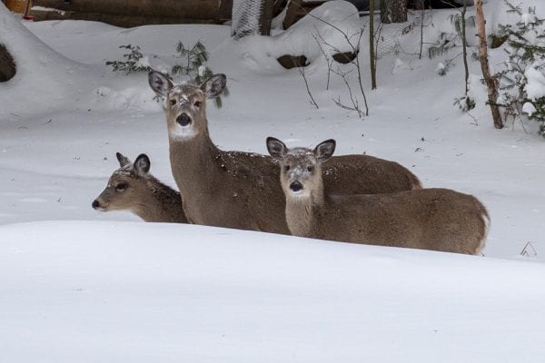 Deer peer over the snow near Moody Pond in Saranac Lake during a cold spell in January 2020.  Photo by Mike Lynch