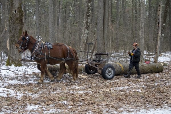 Chad Vogel of Reber Rock Farm uses a pair of draft horses to harvest timber in Willsboro in January. Horse logging, Vogel told the Explorer, “is a great solution for conserving the land while still producing the forest products we all need.” His carbon footprint is represented by a can of gas for his saw, and a couple bottles of bar and chain oil. And the difference in woodlots that have been logged and those that have not can be difficult to tell. The trees to be harvested have been carefully selected, and since immediate profit and efficiency are not the primary goals, Vogel removes less desirable trees first, letting high-quality trees size up for future logging, while opening the canopy for smaller hardwoods that will pop when given light and space. See the full story by Tim Rowland in the March issue of the Explorer. Photo by Mike Lynch