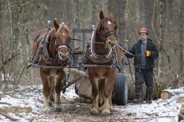 Chad Vogel of Reber Rock Farm uses draft horses to log in Willsboro. Photo by Mike Lynch