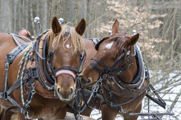 Chad Vogel of Reber Rock Farm uses draft horses to log in Willsboro. Photo by Mike Lynch