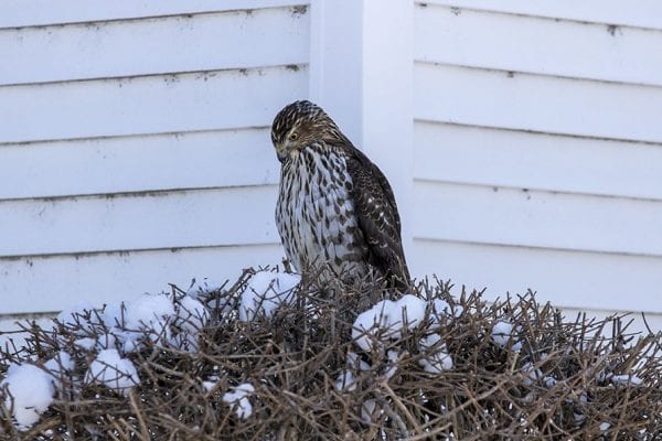 A hawk hunts for prey in Ticonderoga. Photo by Mike Lynch