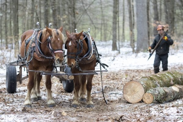 Chad Vogel of Reber Rock Farm uses a pair of draft horses to harvest timber in Willsboro in January. Horse logging, Vogel told the Explorer, “is a great solution for conserving the land while still producing the forest products we all need.” His carbon footprint is represented by a can of gas for his saw, and a couple bottles of bar and chain oil. And the difference in woodlots that have been logged and those that have not can be difficult to tell. The trees to be harvested have been carefully selected, and since immediate profit and efficiency are not the primary goals, Vogel removes less desirable trees first, letting high-quality trees size up for future logging, while opening the canopy for smaller hardwoods that will pop when given light and space. See the full story by Tim Rowland in the March issue of the Explorer. Photo by Mike Lynch