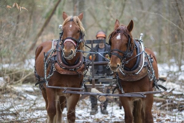 Chad Vogel of Reber Rock Farm uses a pair of draft horses to harvest timber in Willsboro in January. Horse logging, Vogel told the Explorer, “is a great solution for conserving the land while still producing the forest products we all need.” His carbon footprint is represented by a can of gas for his saw, and a couple bottles of bar and chain oil. And the difference in woodlots that have been logged and those that have not can be difficult to tell. The trees to be harvested have been carefully selected, and since immediate profit and efficiency are not the primary goals, Vogel removes less desirable trees first, letting high-quality trees size up for future logging, while opening the canopy for smaller hardwoods that will pop when given light and space. See the full story by Tim Rowland in the March issue of the Explorer. Photo by Mike Lynch
