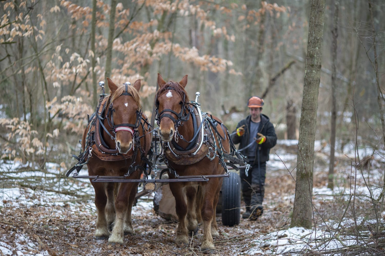 Horse logging