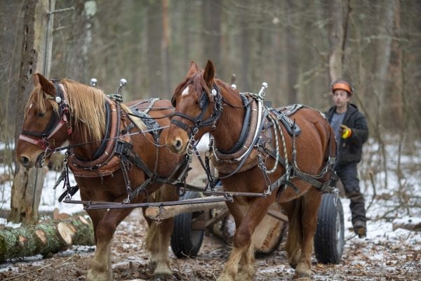 Chad Vogel of Reber Rock Farm uses a pair of draft horses to harvest timber in Willsboro in January. Horse logging, Vogel told the Explorer, “is a great solution for conserving the land while still producing the forest products we all need.” His carbon footprint is represented by a can of gas for his saw, and a couple bottles of bar and chain oil. And the difference in woodlots that have been logged and those that have not can be difficult to tell. The trees to be harvested have been carefully selected, and since immediate profit and efficiency are not the primary goals, Vogel removes less desirable trees first, letting high-quality trees size up for future logging, while opening the canopy for smaller hardwoods that will pop when given light and space. See the full story by Tim Rowland in the March issue of the Explorer. Photo by Mike Lynch