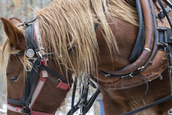 Chad Vogel of Reber Rock Farm uses a pair of draft horses to harvest timber in Willsboro in January. Horse logging, Vogel told the Explorer, “is a great solution for conserving the land while still producing the forest products we all need.” His carbon footprint is represented by a can of gas for his saw, and a couple bottles of bar and chain oil. And the difference in woodlots that have been logged and those that have not can be difficult to tell. The trees to be harvested have been carefully selected, and since immediate profit and efficiency are not the primary goals, Vogel removes less desirable trees first, letting high-quality trees size up for future logging, while opening the canopy for smaller hardwoods that will pop when given light and space. See the full story by Tim Rowland in the March issue of the Explorer. Photo by Mike Lynch