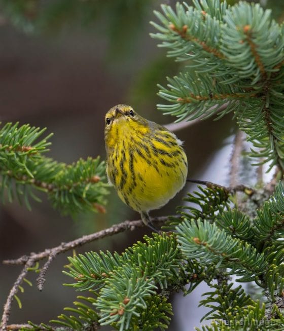Breeding bird atlas kicks off its third statewide survey since 1980