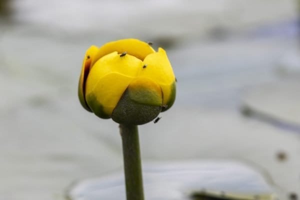 A lily pad flower on County Line Flow. Photo by Mike Lynch