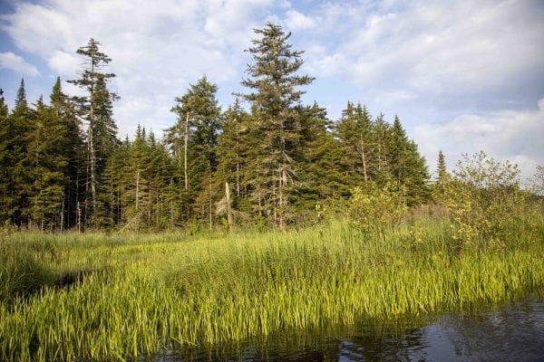 The shoreline of Fishing Brook. Photo by Mike Lynch