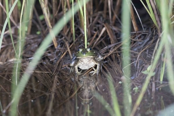 A frog hides along the shoreline. Photo by Mike Lynch