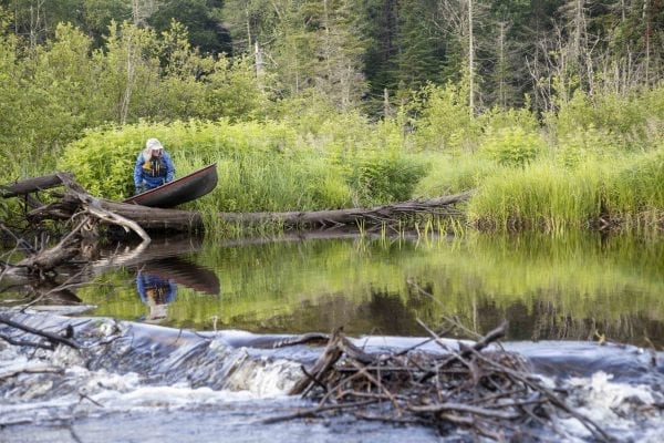 Beaver dams are abundant on Fishing Brook in Hamilton County. Photo by Mike Lynch