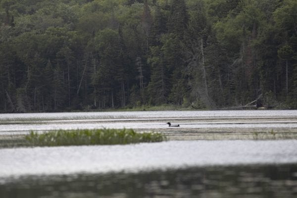 A loon on County Line Flow. Photo by Mike Lynch
