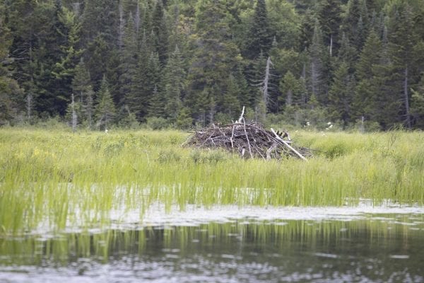 A beaver house on Fishing Brook. Photo by Mike Lynch