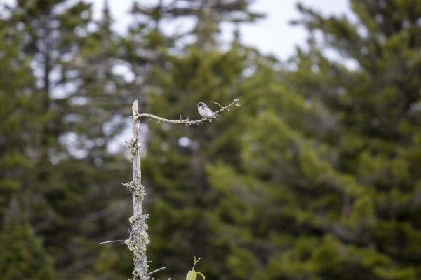 A tree swallow sits on a snag along Fishing Brook. Photo by Mike Lynch