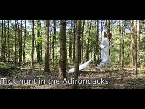 Hunting for ticks in the Adirondacks