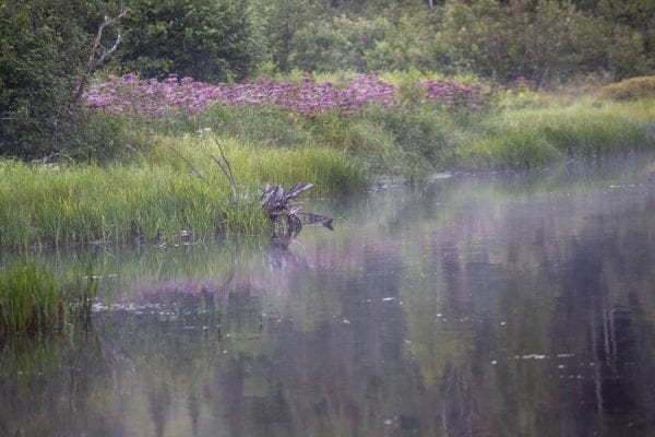 Scenes an early morning drive on Goldsmith Road in the northern Adirondacks. The goal was to spot a moose. None were seen, but the scenery was fantastic as the fog lifted off the water and rose above the forests. Photos by Mike Lynch
