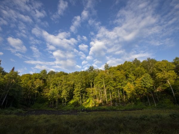 forest and heat wave