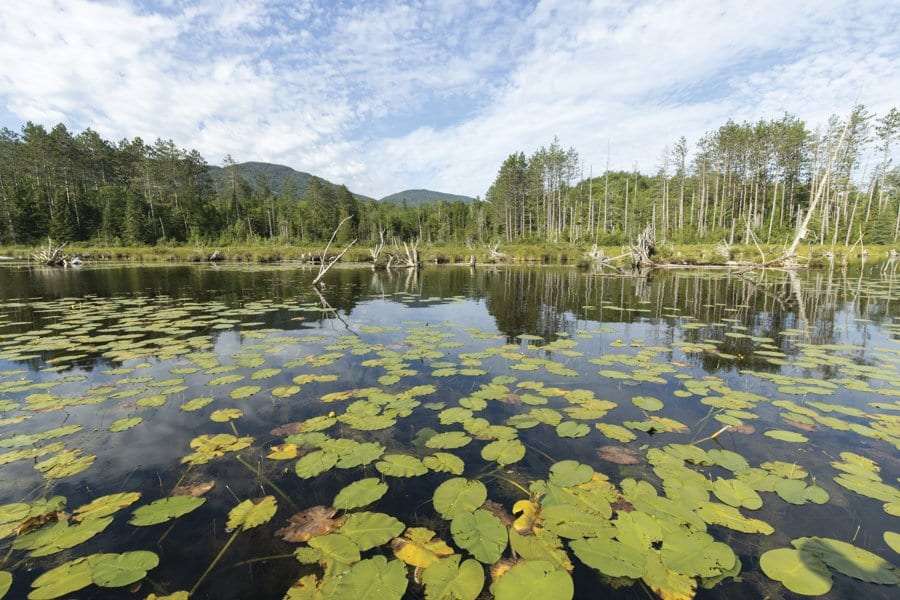 grass pond