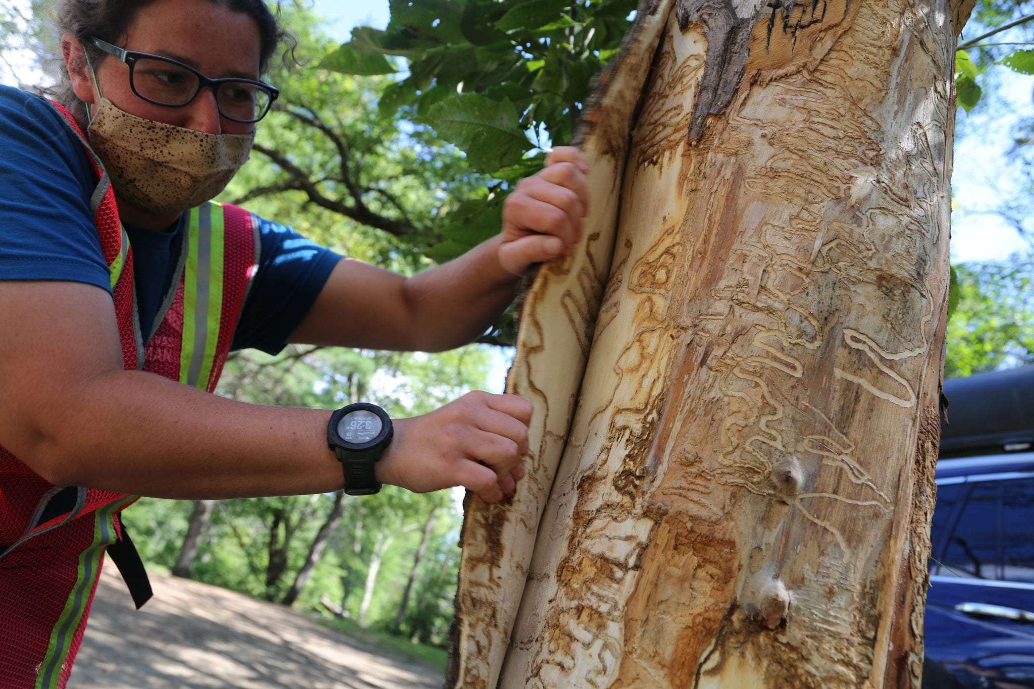 Emerald ash borer