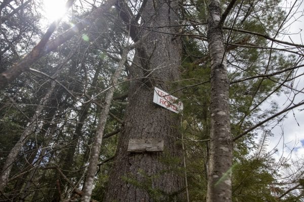 In May, multimedia reporter Mike Lynch joined former Explorer editor Phil Brown for a trip on the Sable Highlands Easement for a biking and hiking trip. The excursion started at the Fishhole Pond parking area, near Loon Lake. From there, they biked north on the D&H Road for about 2 miles, then turned left onto an old logging road and biked that a few miles to its end in a clearing with views of Loon Lake Mountains, Peaked Mountain and the Plumadore Range. On the way back, they got off their bikes and bushwhacked to a lookout on an unnamed peak with great views of the Sable Highlands and many peaks in the distance. DEC’s plans call for creating a mountain-bike loop around the unnamed peak and a hiking trail to the lookout. Neither has been done. These photos by Lynch are from that trip.