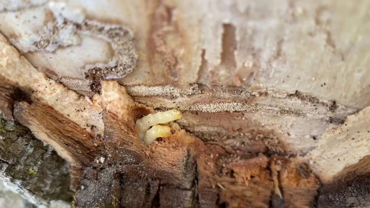 emerald ash borer