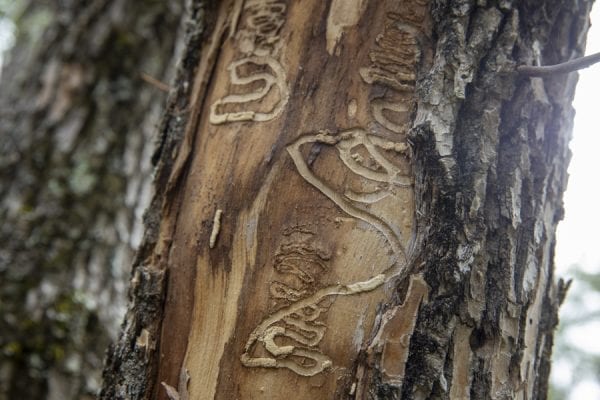 Emerald ash borers, an invasive species that kills ash trees, have been found at a boat launch on the Scroon River in Warren County. These photos taken in September by multimedia reporter Mike Lynch show the galleries that the insects make as they travel through the trees.