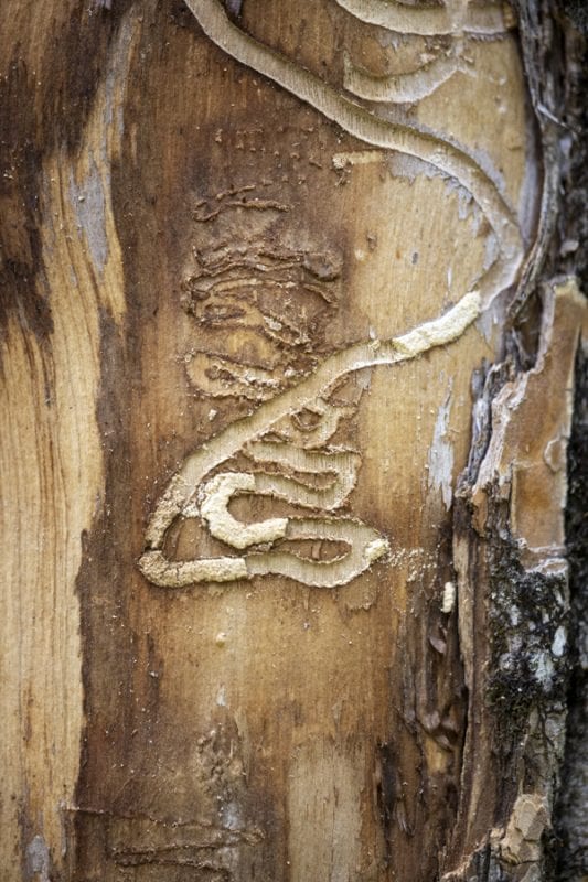 Emerald ash borers, an invasive species that kills ash trees, have been found at a boat launch on the Scroon River in Warren County. These photos taken in September by multimedia reporter Mike Lynch show the galleries that the insects make as they travel through the trees.
