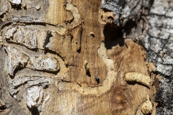 Emerald ash borers, an invasive species that kills ash trees, have been found at a boat launch on the Scroon River in Warren County. These photos taken in September by multimedia reporter Mike Lynch show the galleries that the insects make as they travel through the trees.