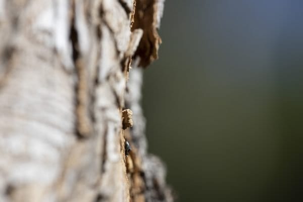 Emerald ash borers, an invasive species that kills ash trees, have been found at a boat launch on the Scroon River in Warren County. These photos taken in September by multimedia reporter Mike Lynch show the galleries that the insects make as they travel through the trees.