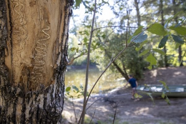 Emerald ash borers, an invasive species that kills ash trees, have been found at a boat launch on the Scroon River in Warren County. These photos taken in September by multimedia reporter Mike Lynch show the galleries that the insects make as they travel through the trees.