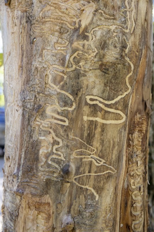 Emerald ash borers, an invasive species that kills ash trees, have been found at a boat launch on the Scroon River in Warren County. These photos taken in September by multimedia reporter Mike Lynch show the galleries that the insects make as they travel through the trees.