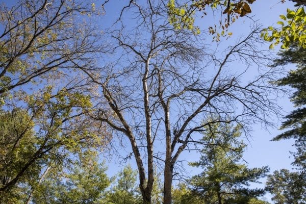 Emerald ash borers, an invasive species that kills ash trees, have been found at a boat launch on the Scroon River in Warren County. These photos taken in September by multimedia reporter Mike Lynch show the galleries that the insects make as they travel through the trees.