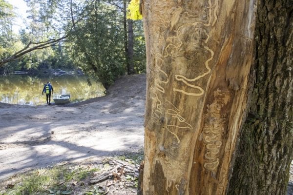 Emerald ash borers, an invasive species that kills ash trees, have been found at a boat launch on the Scroon River in Warren County. These photos taken in September by multimedia reporter Mike Lynch show the galleries that the insects make as they travel through the trees.