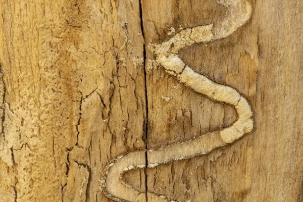Emerald ash borers, an invasive species that kills ash trees, have been found at a boat launch on the Scroon River in Warren County. These photos taken in September by multimedia reporter Mike Lynch show the galleries that the insects make as they travel through the trees.