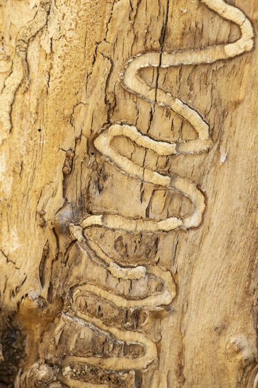 Emerald ash borers, an invasive species that kills ash trees, have been found at a boat launch on the Scroon River in Warren County. These photos taken in September by multimedia reporter Mike Lynch show the galleries that the insects make as they travel through the trees.