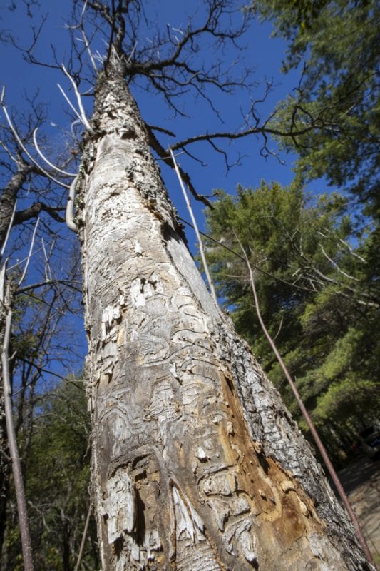 Emerald ash borers, an invasive species that kills ash trees, have been found at a boat launch on the Scroon River in Warren County. These photos taken in September by multimedia reporter Mike Lynch show the galleries that the insects make as they travel through the trees.