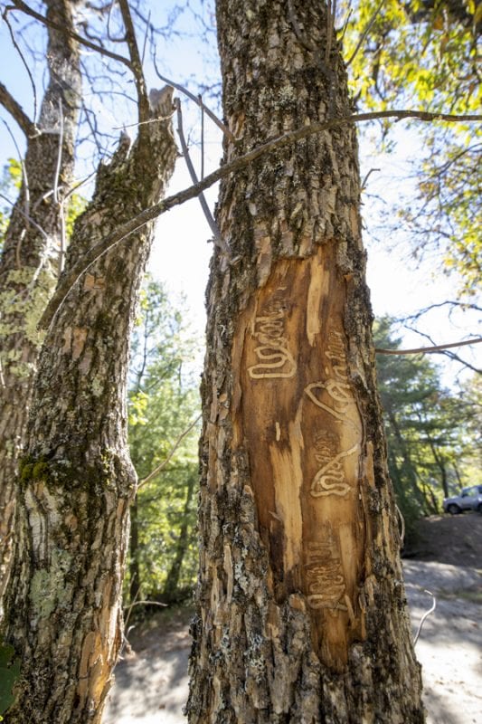 Emerald ash borers, an invasive species that kills ash trees, have been found at a boat launch on the Scroon River in Warren County. These photos taken in September by multimedia reporter Mike Lynch show the galleries that the insects make as they travel through the trees.