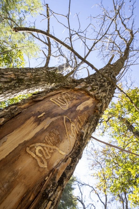 Emerald ash borers, an invasive species that kills ash trees, have been found at a boat launch on the Scroon River in Warren County. These photos taken in September by multimedia reporter Mike Lynch show the galleries that the insects make as they travel through the trees.