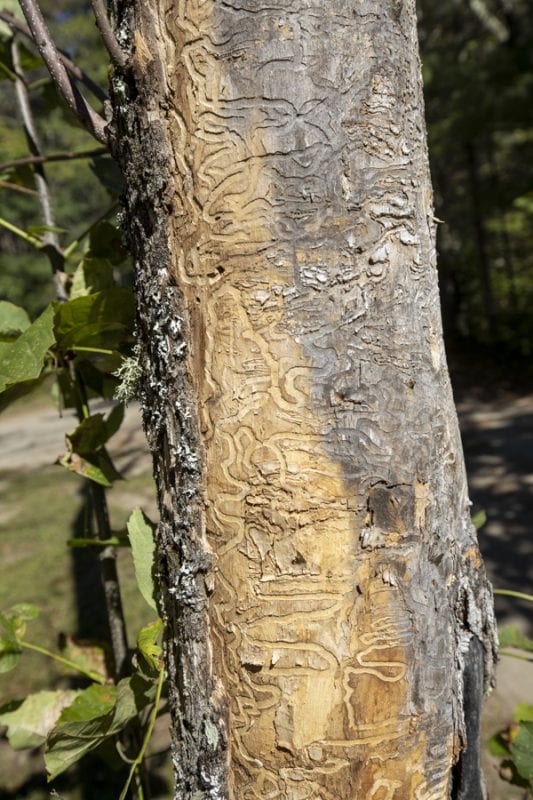 Emerald ash borers, an invasive species that kills ash trees, have been found at a boat launch on the Scroon River in Warren County. These photos taken in September by multimedia reporter Mike Lynch show the galleries that the insects make as they travel through the trees.