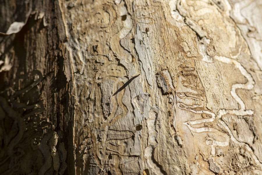 ash tree borer has destroyed trees in the Adirondacks