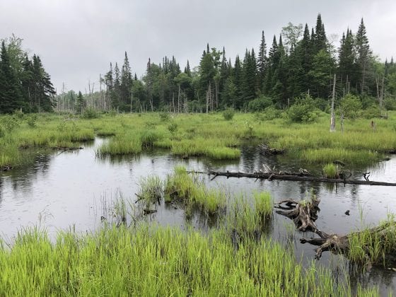 Shifting focus from Western science to Indigenous knowledge