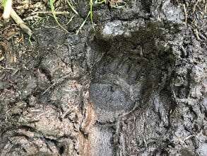 bear print