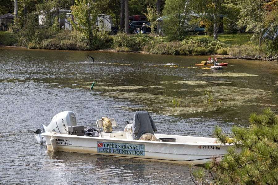 invasives at fish creek