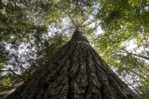 A large pine at the Newcomb AIC. Photo by Mike Lynch