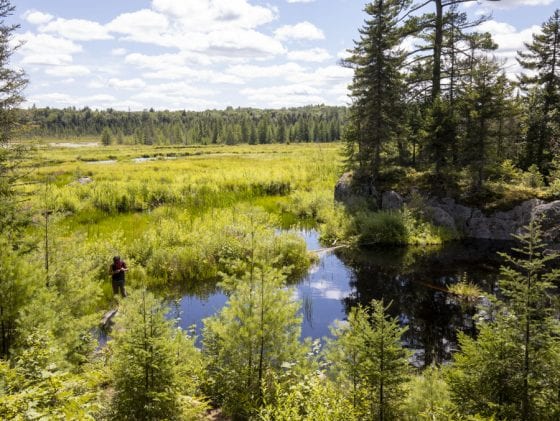 A renewed push to protect wetlands