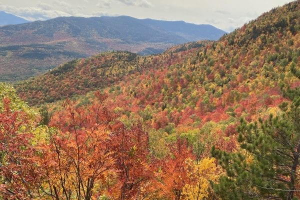 fall foliage