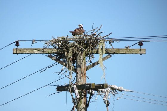 Insurance co. backtracks on Audubon Society cancellation after public outcry