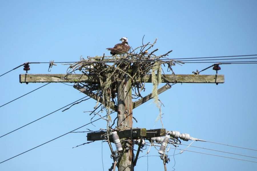 osprey nest