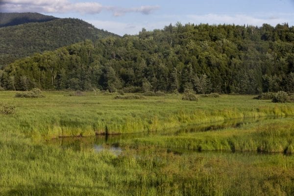 Wetlands alongside the Saranac River outside the village of Saranac Lake. Photo by Benjamin Chambers
